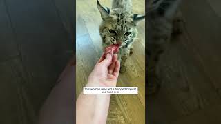 This woman rescued a trapped bobcat and took it in animalshorts shortvideo animals [upl. by Ahselef81]