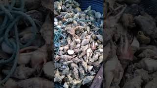 Aninikad  Kinhason Plicate Conch  seafoodslover viralvideo food foodblogger maasincity [upl. by Hau]