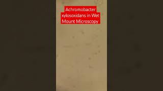 Achromobacter Motility  Achromobacter xylosoxidans in Wet mount of Tryptone soy broth Microscopy [upl. by Eanel192]