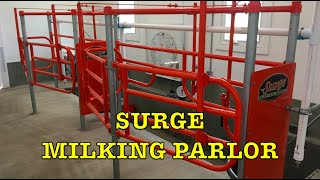 Surge Milking Parlor Installed and Milking First Time Building Dairy Barn 16 [upl. by Pengelly]