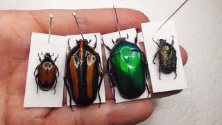 A Fascinating Beautiful Flower Beetles Show [upl. by Jocko]