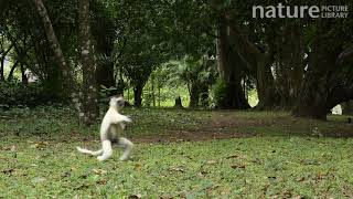 Verreauxs sifaka jumping across the ground Madagascar [upl. by Hallagan]