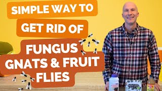 BEST Way to Get Rid of Fungus Gnats and Fruit Flies Easy way to get rid of both [upl. by Garold]