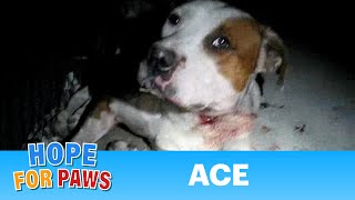 Ace  injured dog rescued last night by Eldad Hagar  Please comment rate amp subscribe senior [upl. by Hyacinth]