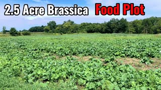 New Brassica Food Plot 25 Acres  Wintergreens and Honey Hole [upl. by Mathre731]