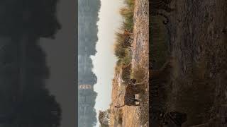 Tigress Riddhi T124 With Cubs at Rajbagh Lake Zone No  3 🌳🙏🙏Ranthambhore National Park [upl. by Esej]