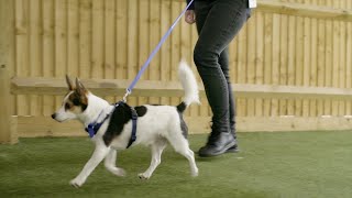 How to Stop Your Dog Pulling on the Lead  The Battersea Way [upl. by Marozik249]