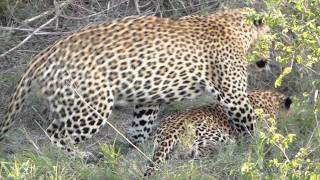 Female Leopard waking male and mating [upl. by Eberta]