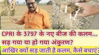 CPRI के 3797 के नए बीज की कलम सड़ गया या हो गया अंकुरण आखिर क्यों सड़ जाती है कलम कैसे बचाएं [upl. by Johnna]