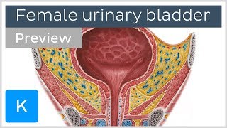 Female Urinary Bladder preview  Human Anatomy  Kenhub [upl. by Enelrac]