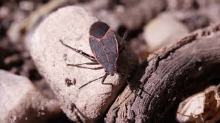 Creature Feature Boxelder Bugs [upl. by Cadell400]