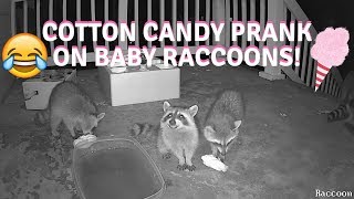 Pranking wild raccoons with cotton candy Momma Steals Babies Snacks [upl. by Aicittel]