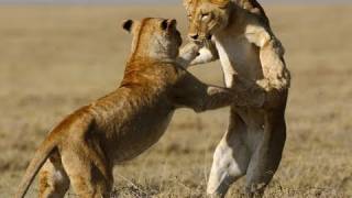 SERENGETI  Trailer deutsch german HD [upl. by Borman]