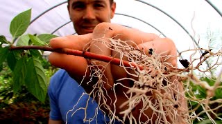 Amazing Fast Hardwood Cutting Rooting Trick  Rooting Red and Yellow Twig Dogwood Cuttings [upl. by Hafeenah]