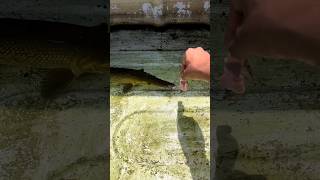 Monster alligator gar feeding  😲 shorts [upl. by Alyt883]