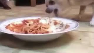 dog choking on spaghetti [upl. by Ear]