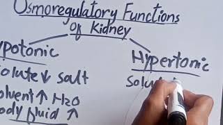 Osmoregulatory Functions of Kidney Grade 10 Biology lecture 8 Chapter 11 [upl. by Peck]