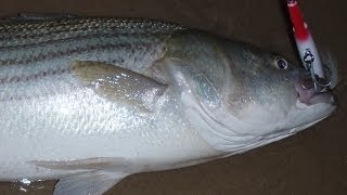 Fishing for Striped Bass with Needlefish Plugs [upl. by Lednahs897]