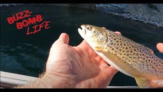 Buzz Bomb Life  Float down the River and Catch Brown trout [upl. by Merras478]