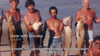 The Totoboa  Mexico’s Controversial Fish [upl. by Saree496]