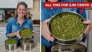 Easily grow SPROUTS 🌿 at home for pennies on the dollar [upl. by Mattson]