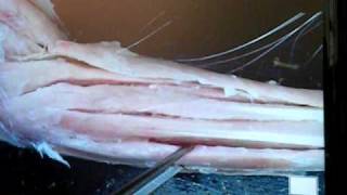 Cat Dissection Forearm Muscles [upl. by Eihpos318]