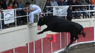 FOURQUESLigueCourse Camarguaise26042024AllardBon [upl. by Benedick]