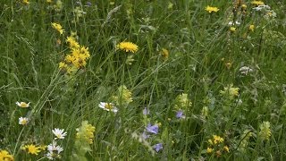 Bergbäuerin mäht Kräuterwiesen in Murau mit der Sense [upl. by Satterlee480]