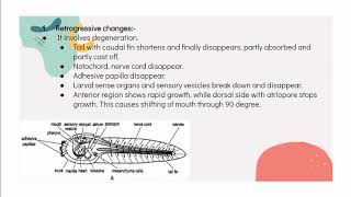 Retrogressive metamorphosis in Herdmania [upl. by Rozanne]