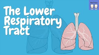 The Lower Respiratory Tract Anatomy of Trachea Bronchi Bronchioles Alveoli Lungs [upl. by Pasco498]