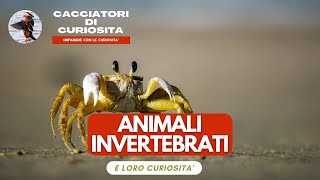 Animali Invertebrati  Per bambini della scuola elementare [upl. by Nnov]