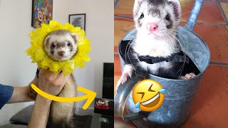 🤣 Funny Ferrets Compilation  Funny Ferrets TikTok  Funny Ferrets Videos  😂 funny videos 2020 [upl. by Jovitah522]