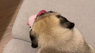 Playing with New Toy  Poogie the Pug [upl. by Ydissak]