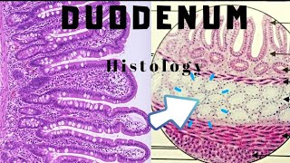 What is Duodenum made up Of Histology and Functions [upl. by Nalorac]