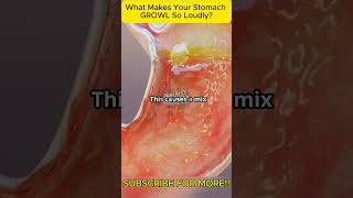 What Makes Your Stomach GROWL So Loudly facts [upl. by Edyth]