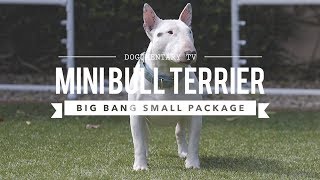 ALL ABOUT MINIATURE BULL TERRIERS CUTE AND POWERFUL [upl. by Marrin969]