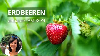 Erdbeeren im Balkonkasten pflanzen  Erdbeeren im Topf  Erdbeeren auf dem Balkon [upl. by Yannodrahc]