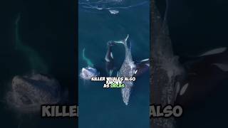 The Apex Predators of the Seas Killer Whales Hunting the Worlds Largest Whales [upl. by Otte]