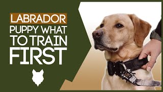 LABRADOR PUPPY TRAINING What To Train Your Labrador Puppy First [upl. by Nnylaehs]