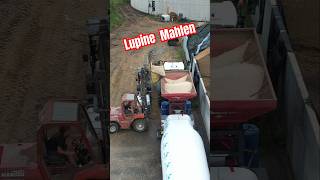 🐮 LUPINEN zu Kuhfutter mahlen landwirtschaft landtechnik [upl. by Aikrahs189]