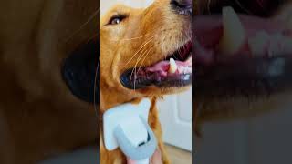 INSE P20 Pro Pet Grooming Vacuum Credit by the golden theo [upl. by Atiuqal972]