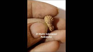 21 mukhi Indonasian Rudraksha [upl. by Aihsitan]