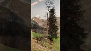 scenic train ride in Switzerland 🚂🏔️ Dont forget to capture the beauty of switzerland trending [upl. by Eisle]