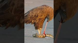 Eagle is not an ordinary bird  shorts shortsfeed eagles wildlife ytshorts [upl. by Ocirred]