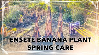 Starting Ensete ventricosum Maurelii  Red Banana Plant Spring Care Tips [upl. by Esinev]