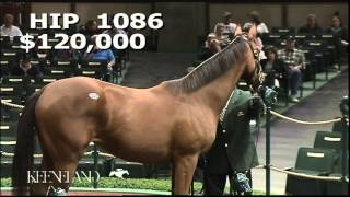 2013 Sept Yearling Sale Hip 1086  Lady Eli [upl. by Anaik]