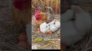 Gallina Adopta a un Perro [upl. by Lyudmila]