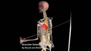 Shoulder External Rotation  3D Anatomy [upl. by Ovida]