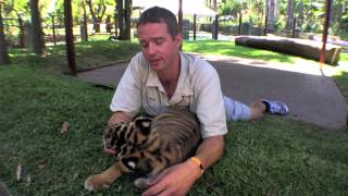 Australia Zoos New Tiger Cub Enclosure [upl. by Drugge151]