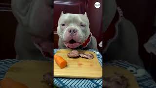 Boy PitBull is Eating Steak dog dogs puppy shorts [upl. by Meredith870]